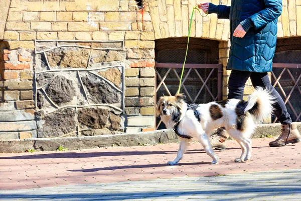 Fläckig Vit Husky Går Koppel Tillsammans Med Sin Älskarinna Längs — Stockfoto