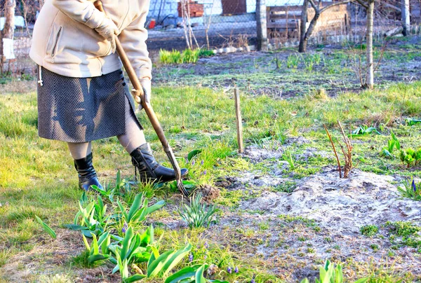 在一个清澈的春日里 农夫用锄头在花坛上种杂草 并从花园里除草 — 图库照片