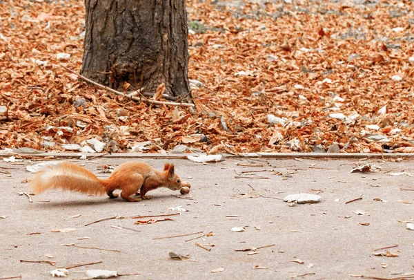 Una Ardilla Naranja Esponjosa Cuela Cautelosamente Regalo Nuez Camino Otoño — Foto de Stock