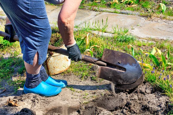 Utilizzando Una Pala Contadino Con Proprie Mani Scava Aiuola Rimuove — Foto Stock