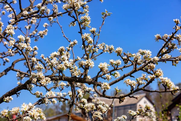Delicados Pétalos Blancos Como Nieve Una Flor Manzano Jardín Primavera —  Fotos de Stock