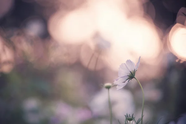 Sunet의 코스모스 꽃 — 스톡 사진