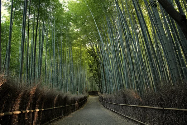 Forêt de bambous avec passerelle à Kyoto Japon — Photo