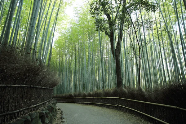 Foresta di bambù con passerella a Kyoto Giappone — Foto Stock