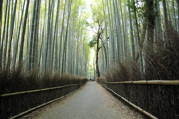 Forêt de bambous avec passerelle à Kyoto Japon — Photo