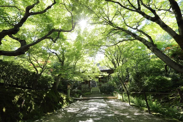 Passerella giapponese in verde Alberi da giardino — Foto Stock