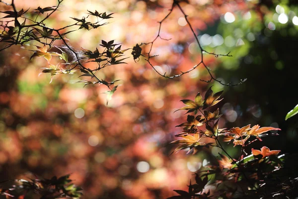 Maples yapraklar arka plan — Stok fotoğraf