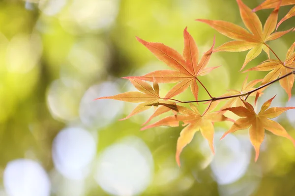 Maples yapraklar arka plan — Stok fotoğraf