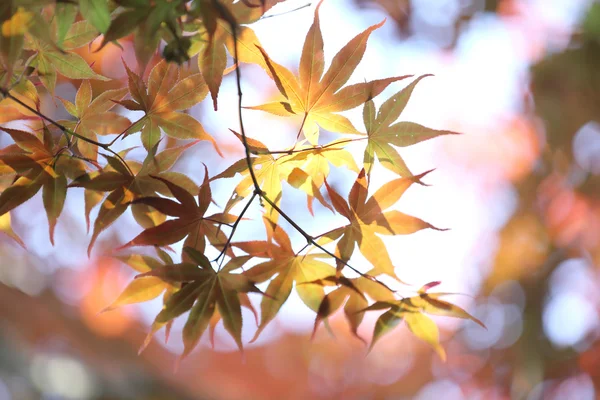 Maples yapraklar arka plan — Stok fotoğraf