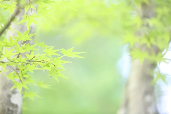 カエデの葉の背景 — ストック写真