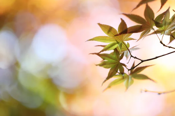 Érables feuilles fond — Photo