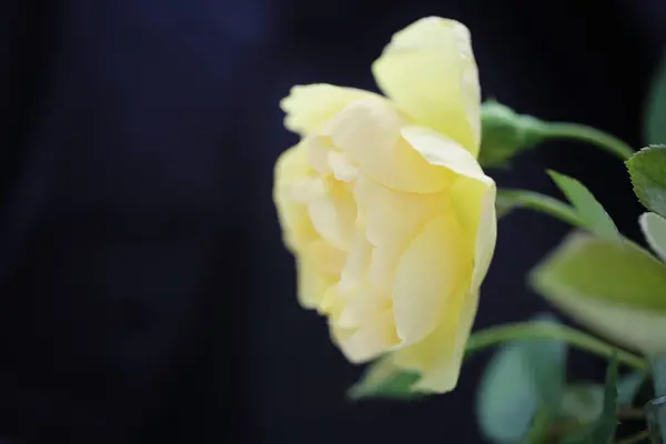 Rosa flor en primer plano — Foto de Stock