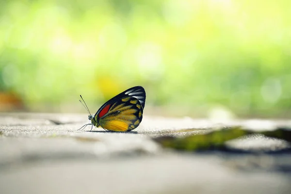 緑の背景を近くに蝶します。 — ストック写真