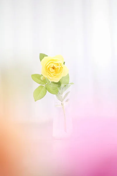 Rose flower in pot — Stockfoto