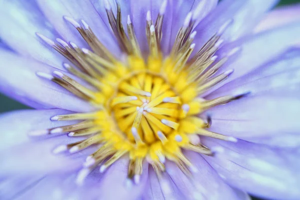 Flor de lótus em close-up — Fotografia de Stock