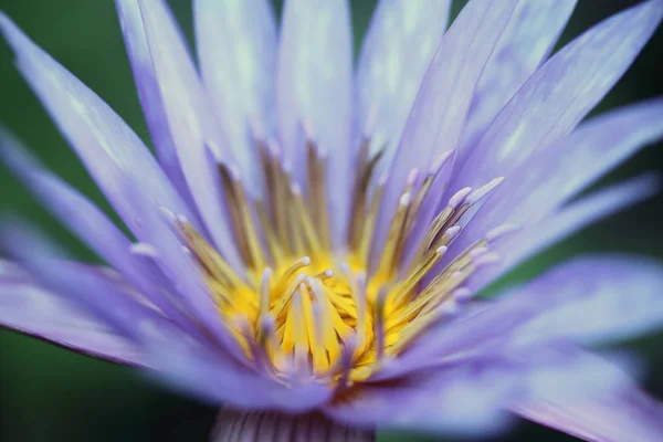 Flor de lótus em close-up — Fotografia de Stock