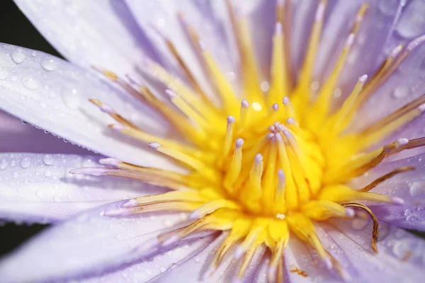 Flor de lótus em close-up — Fotografia de Stock