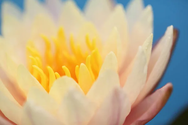 Fleur de lotus en gros plan — Photo