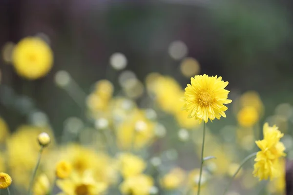 Zbliżenie żółty kwiaty wiosną — Zdjęcie stockowe