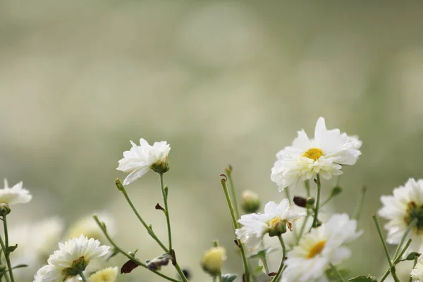 Weiße Gänseblümchenblümchen in der Natur — Stockfoto