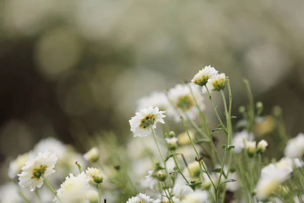 Weiße Gänseblümchenblümchen in der Natur — Stockfoto