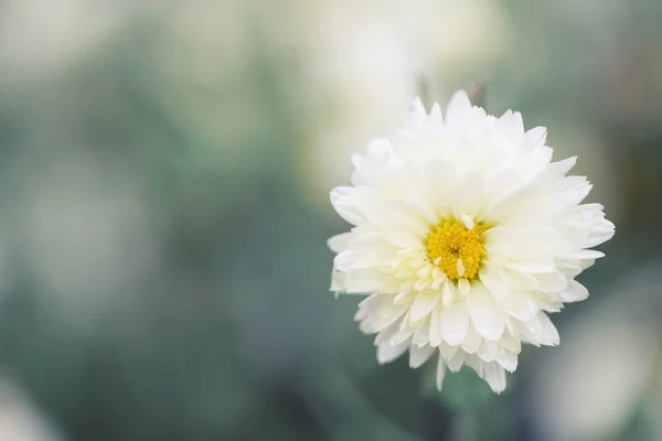 Daisy witte bloem in de natuur — Stockfoto