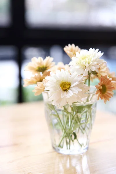 Daisy flower in pot — Stockfoto