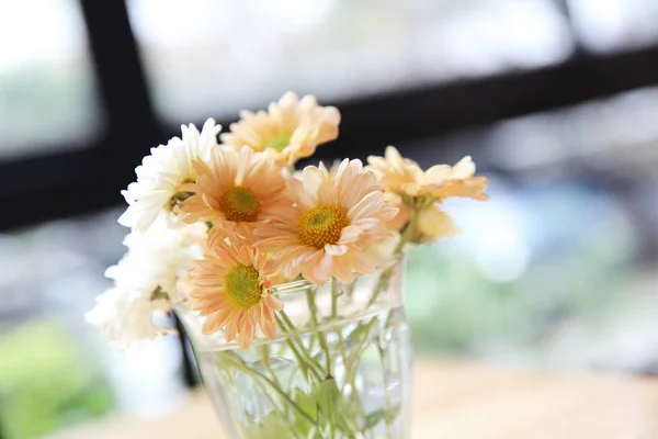 Daisy flower in pot — Stockfoto