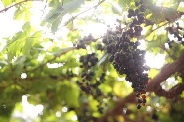 üzüm ve ağaçlar ile demet