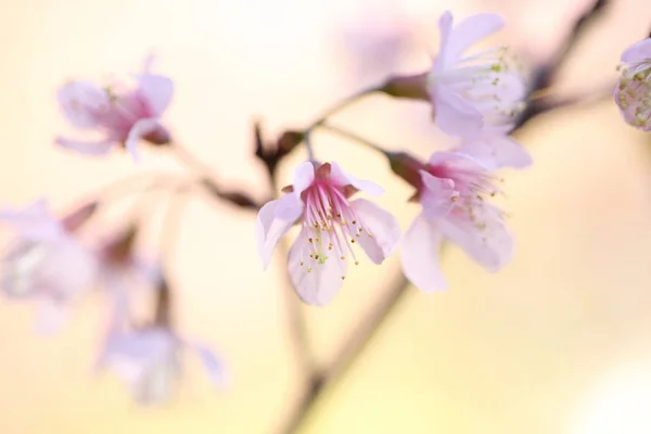 Flor de cerejeira, flores de sakura — Fotografia de Stock