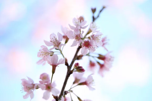 Körsbärsblom, sakura blommor — Stockfoto