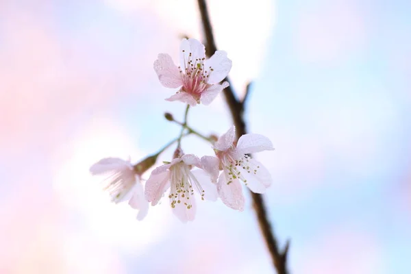 Körsbärsblom, sakura blommor — Stockfoto