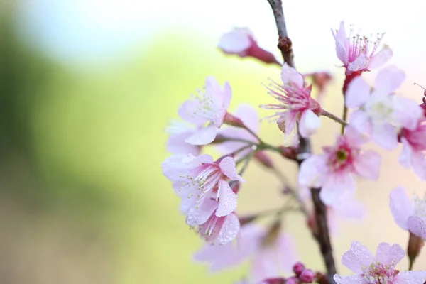 Třešňový květ, květy sakura — Stock fotografie