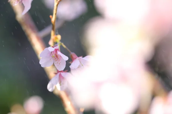 Kirschblüte, Sakura-Blumen — Stockfoto