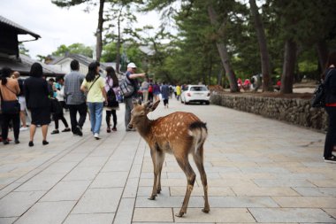 Nara, Japonya - 5 Haziran 2016: Vahşi geyik nara City, J insanlarla