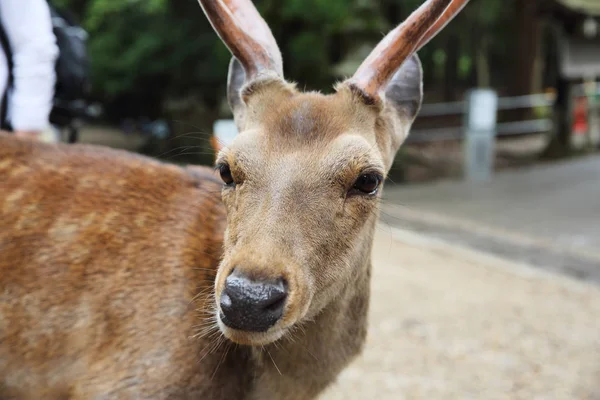 Cervo selvatico nella città di Nara Giappone — Foto Stock