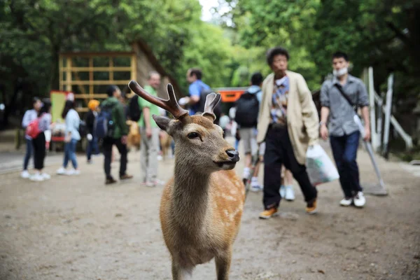 NARA, JAPÓN - 5 de junio de 2016: Ciervo salvaje con gente en la ciudad de Nara, J —  Fotos de Stock