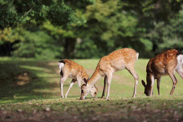 Wild deer in nara city Japan