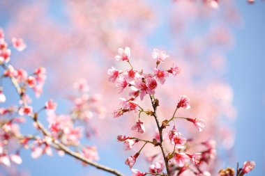 kiraz çiçekleri, sakura çiçek Kapat '