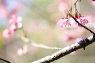 kiraz çiçekleri, sakura çiçek Kapat '