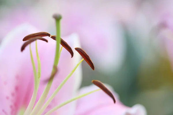 Roze lelie bloem in macro — Stockfoto