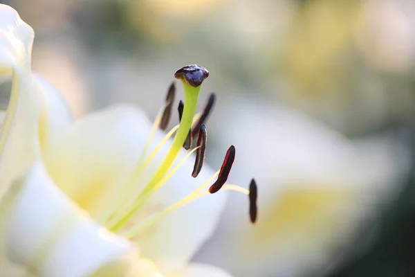 Белый цветок лилии в макро — стоковое фото