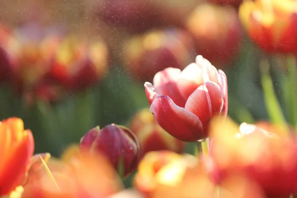 Tulip flowers in sunset and raindrop — Stock Photo, Image