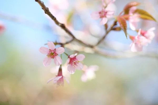 Ανθισμένες κερασιές, sakura λουλούδι σε στενή επάνω — Φωτογραφία Αρχείου
