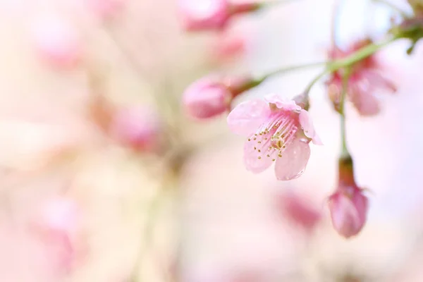 Flores de cerezo, flor de sakura en primer plano —  Fotos de Stock