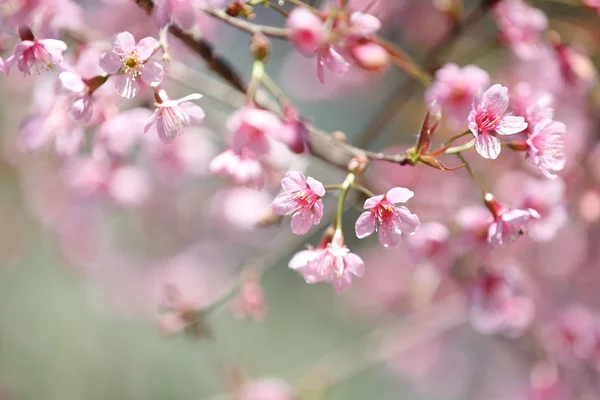 Ανθισμένες κερασιές, sakura λουλούδι σε στενή επάνω — Φωτογραφία Αρχείου