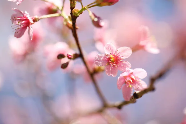 Flores de cerejeira, flor de sakura em close — Fotografia de Stock