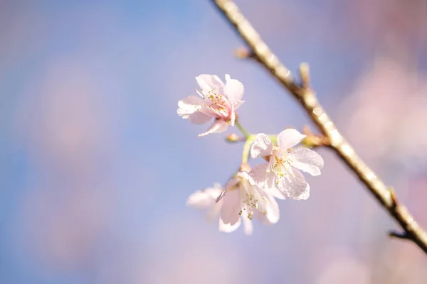 Flores de cerejeira, flor de sakura em close — Fotografia de Stock