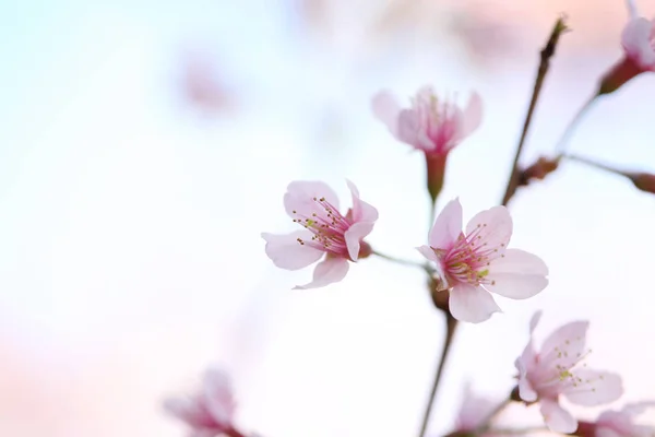 Körsbärsblom, sakura blomma i nära upp — Stockfoto