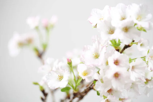 Kersenbloesem, Sakura bloem geïsoleerd in whte achtergrond — Stockfoto